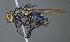  (Xanthophyto sp. 2JOS - YY2914)  @11 [ ] (by) (2020) Unspecified Wright State University