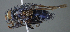  (Xanthophyto sp. S5 - USNM1295526)  @11 [ ] (by) (2020) Unspecified Wright State University