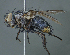  (Xanthophyto erythropyga - Chile01)  @11 [ ] (by) (2020) Unspecified Wright State University