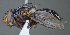  (Xanthophyto sp. 11JOS - USNM1243029)  @11 [ ] (by) (2020) Unspecified Wright State University