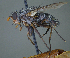 (Xanthophyto sp. 8bMD - USNM1295498)  @11 [ ] (by) (2020) Unspecified Wright State University