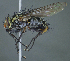 (Xanthophyto sp. 1JOS - YY42476)  @11 [ ] (by) (2020) Unspecified Wright State University