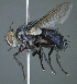  (Chrysotachina sp. JM36 - USNM1395829)  @11 [ ] (by) (2020) Unspecified Wright State University