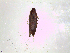  ( - Kbz4)  @12 [ ] No Rights Reserved (2015) International Centre of Insect Physiology and Ecology International Centre of Insect Physiology and Ecology