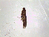  ( - Kbz4)  @12 [ ] No Rights Reserved (2015) International Centre of Insect Physiology and Ecology International Centre of Insect Physiology and Ecology