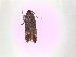  ( - Lmu4)  @13 [ ] No Rights Reserved (2015) International Centre of Insect Physiology and Ecology International Centre of Insect Physiology and Ecology