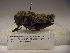  (Taeniopoda auricornis - R081)  @13 [ ] Unspecified (default): All Rights Reserved  Unspecified Unspecified