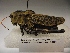  (Taeniopoda citricornis - R_260)  @13 [ ] Unspecified (default): All Rights Reserved  Unspecified Unspecified