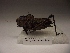  (Taeniopoda reticulata - R_272)  @11 [ ] Unspecified (default): All Rights Reserved  Unspecified Unspecified