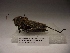  (Taeniopoda varipennis - R_318)  @12 [ ] Unspecified (default): All Rights Reserved  Unspecified Unspecified
