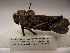  (Taeniopoda cf. auricornis - R_329)  @13 [ ] Unspecified (default): All Rights Reserved  Unspecified Unspecified