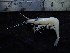  ( - UNMDP-TAL II-III_015)  @11 [ ] CreativeCommons - Attribution Non-Commercial Share-Alike (2014) Unspecified Laboratorio de Zoología de Invertebrados