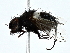  ( - BIOUG89991-D08)  @11 [ ] CreativeCommons - Attribution (2022) CBG Photography Group Centre for Biodiversity Genomics