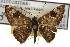  ( - TAMUICEGR-0016)  @11 [ ] CreativeCommons - Attribution (2010) CBG Photography Group Centre for Biodiversity Genomics