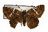  ( - TAMUICEGR-0029)  @11 [ ] CreativeCommons - Attribution (2010) CBG Photography Group Centre for Biodiversity Genomics