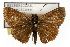  (Amblyscirtes celia - TAMUICEGR-0050)  @15 [ ] CreativeCommons - Attribution (2010) CBG Photography Group Centre for Biodiversity Genomics