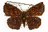  ( - TAMUICEGR-0088)  @11 [ ] CreativeCommons - Attribution (2010) CBG Photography Group Centre for Biodiversity Genomics