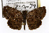  ( - TAMUICEGR-0090)  @11 [ ] CreativeCommons - Attribution (2010) CBG Photography Group Centre for Biodiversity Genomics