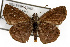  ( - TAMUICEGR-0091)  @11 [ ] CreativeCommons - Attribution (2010) CBG Photography Group Centre for Biodiversity Genomics