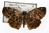  ( - TAMUICEGR-0092)  @11 [ ] CreativeCommons - Attribution (2010) CBG Photography Group Centre for Biodiversity Genomics