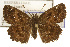  ( - TAMUICEGR-0112)  @15 [ ] CreativeCommons - Attribution (2010) CBG Photography Group Centre for Biodiversity Genomics