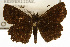  ( - TAMUICEGR-0114)  @11 [ ] CreativeCommons - Attribution (2010) CBG Photography Group Centre for Biodiversity Genomics