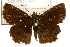  ( - TAMUICEGR-0118)  @11 [ ] CreativeCommons - Attribution (2010) CBG Photography Group Centre for Biodiversity Genomics