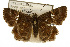  ( - TAMUICEGR-0119)  @14 [ ] CreativeCommons - Attribution (2010) CBG Photography Group Centre for Biodiversity Genomics