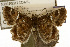  ( - TAMUICEGR-0120)  @15 [ ] CreativeCommons - Attribution (2010) CBG Photography Group Centre for Biodiversity Genomics