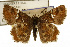  ( - TAMUICEGR-0121)  @11 [ ] CreativeCommons - Attribution (2010) CBG Photography Group Centre for Biodiversity Genomics