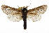  ( - TAMUICEGR-0138)  @11 [ ] CreativeCommons - Attribution (2010) CBG Photography Group Centre for Biodiversity Genomics