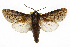  (Miacora perplexa - TAMUICEGR-0143)  @11 [ ] CreativeCommons - Attribution (2010) CBG Photography Group Centre for Biodiversity Genomics
