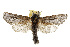  ( - TAMUICEGR-0254)  @11 [ ] CreativeCommons - Attribution (2010) CBG Photography Group Centre for Biodiversity Genomics