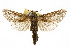  ( - TAMUICEGR-0255)  @11 [ ] CreativeCommons - Attribution (2010) CBG Photography Group Centre for Biodiversity Genomics