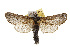  ( - TAMUICEGR-0256)  @11 [ ] CreativeCommons - Attribution (2010) CBG Photography Group Centre for Biodiversity Genomics