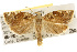  ( - TAMUICEGR-0323)  @14 [ ] CreativeCommons - Attribution (2010) CBG Photography Group Centre for Biodiversity Genomics
