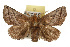  (Natada nasoni - TAMUICEGR-0392)  @14 [ ] CreativeCommons - Attribution (2010) CBG Photography Group Centre for Biodiversity Genomics