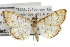  ( - TAMUICEGR-0431)  @11 [ ] CreativeCommons - Attribution (2010) CBG Photography Group Centre for Biodiversity Genomics