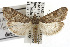  ( - TAMUICEGR-0439)  @15 [ ] CreativeCommons - Attribution (2010) CBG Photography Group Centre for Biodiversity Genomics