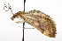  ( - TAMUICEGR-0446)  @14 [ ] CreativeCommons - Attribution (2010) CBG Photography Group Centre for Biodiversity Genomics