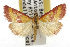  ( - TAMUICEGR-0450)  @13 [ ] CreativeCommons - Attribution (2010) CBG Photography Group Centre for Biodiversity Genomics