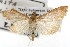  ( - TAMUICEGR-0451)  @15 [ ] CreativeCommons - Attribution (2010) CBG Photography Group Centre for Biodiversity Genomics
