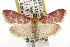  ( - TAMUICEGR-0454)  @14 [ ] CreativeCommons - Attribution (2010) CBG Photography Group Centre for Biodiversity Genomics
