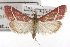  ( - TAMUICEGR-0455)  @14 [ ] CreativeCommons - Attribution (2010) CBG Photography Group Centre for Biodiversity Genomics