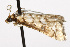  ( - TAMUICEGR-0481)  @13 [ ] CreativeCommons - Attribution (2010) CBG Photography Group Centre for Biodiversity Genomics