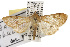  ( - TAMUICEGR-0499)  @14 [ ] CreativeCommons - Attribution (2010) CBG Photography Group Centre for Biodiversity Genomics