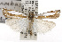  (Crambus harrisi - TAMUICEGR-0513)  @15 [ ] CreativeCommons - Attribution (2010) CBG Photography Group Centre for Biodiversity Genomics