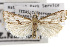  (Microcrambus croesus - TAMUICEGR-0515)  @14 [ ] CreativeCommons - Attribution (2010) CBG Photography Group Centre for Biodiversity Genomics