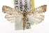  ( - TAMUICEGR-0520)  @15 [ ] CreativeCommons - Attribution (2010) CBG Photography Group Centre for Biodiversity Genomics