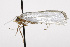  ( - TAMUICEGR-0524)  @13 [ ] CreativeCommons - Attribution (2010) CBG Photography Group Centre for Biodiversity Genomics